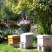 Eveil apicole pour les enfants