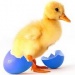 duckdoweb.com